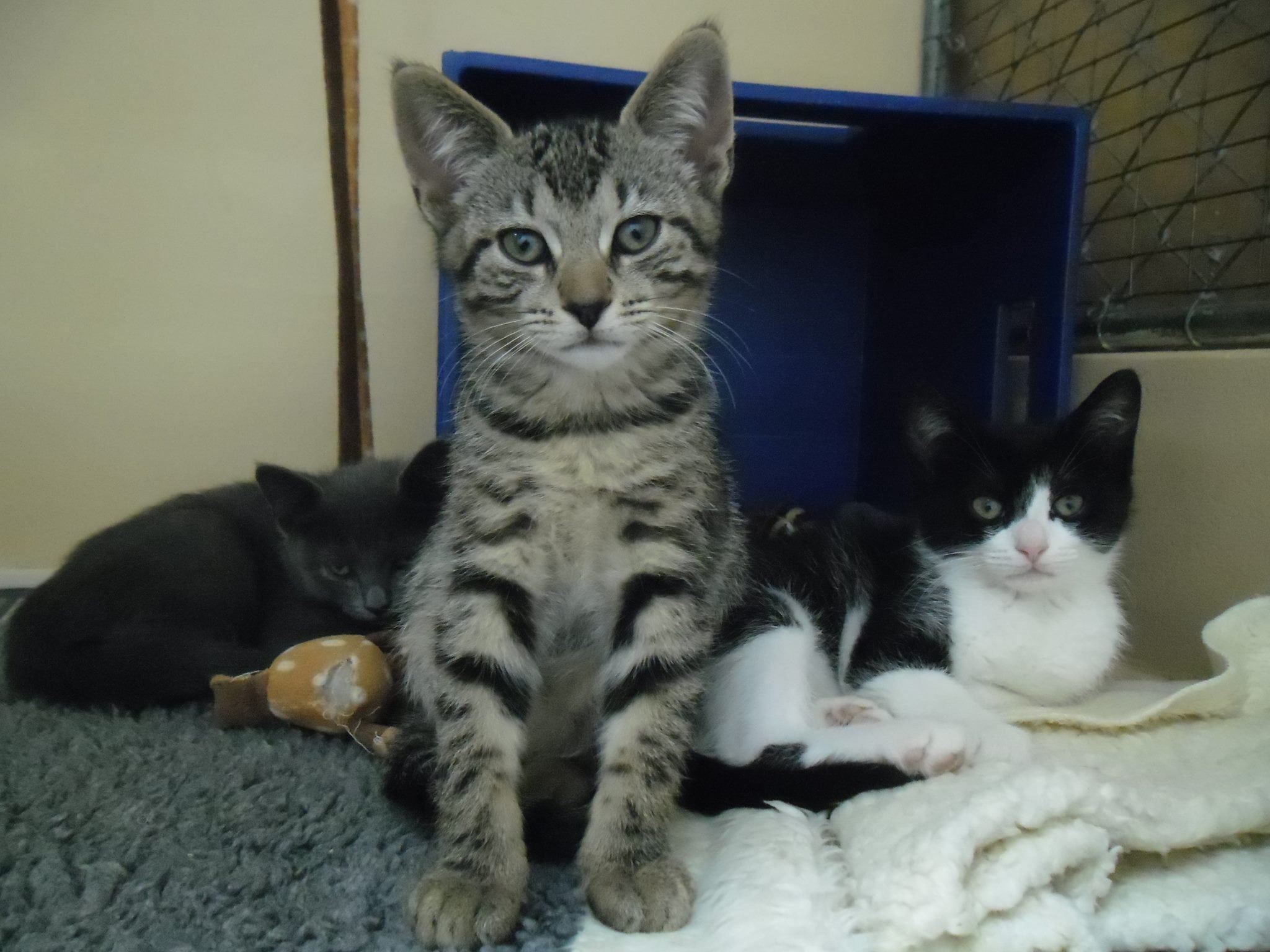 Caring For Your New Kitten Cambridge Vets New Zealand