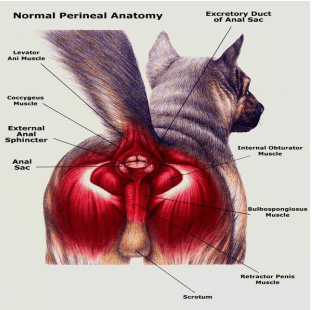 Learn About Your Pet s Anal Glands Cambridge Vets