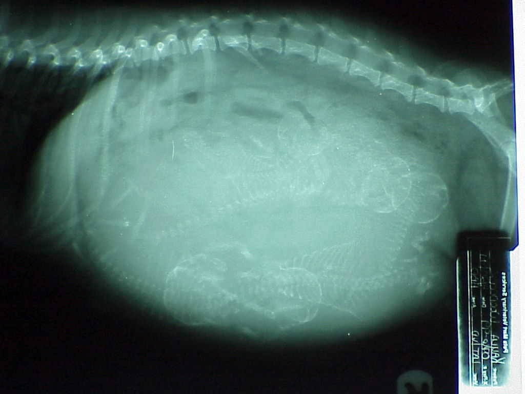 Pregnant dog sonogram