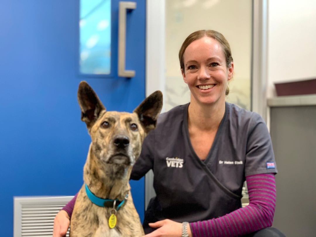 Pet Animal Veterinarians Cambridge Veterinary New Zealand