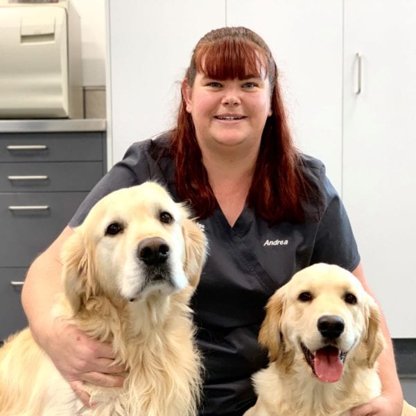 Pet Animal Veterinarians Cambridge Veterinary New Zealand