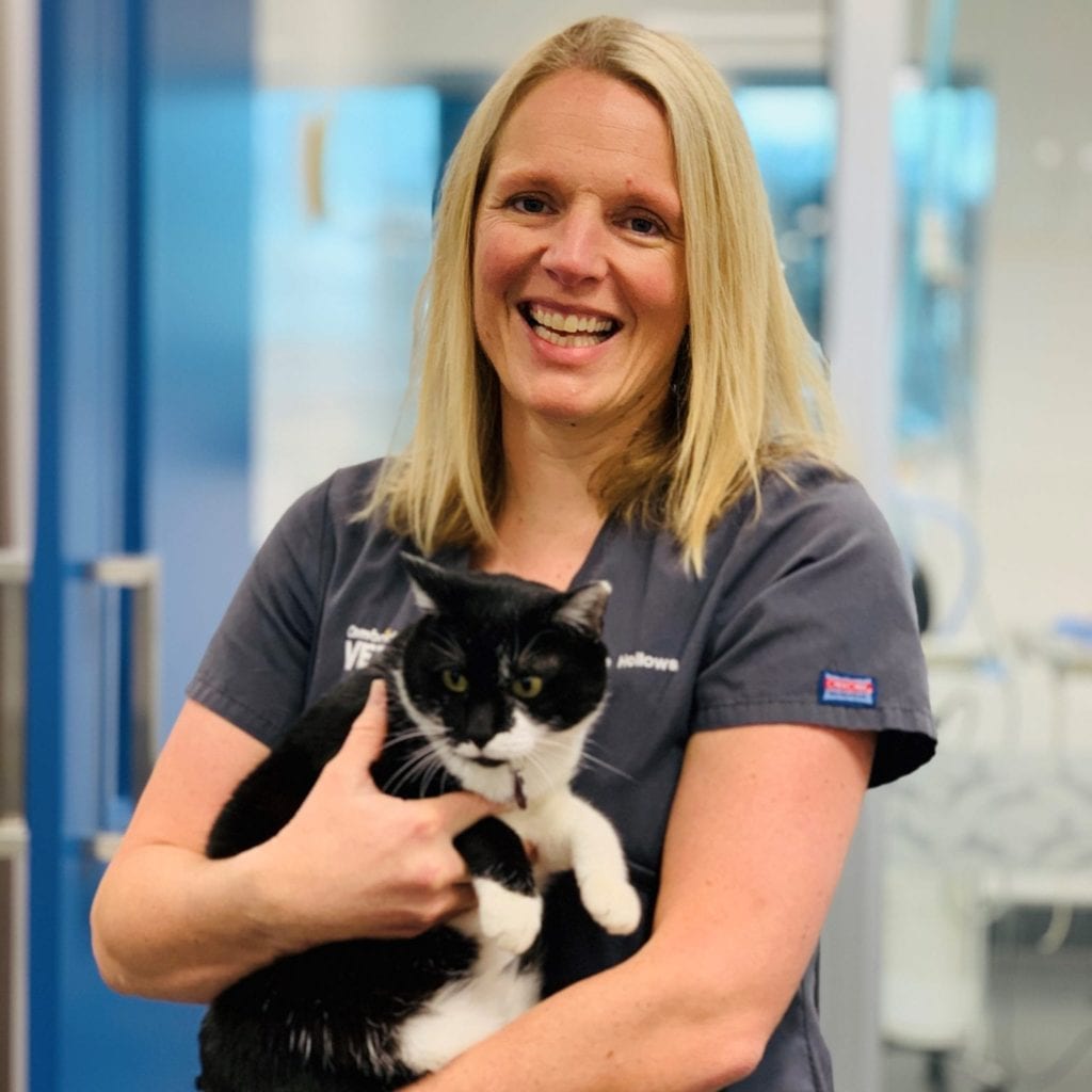 Pet Animal Veterinarians Cambridge Veterinary New Zealand