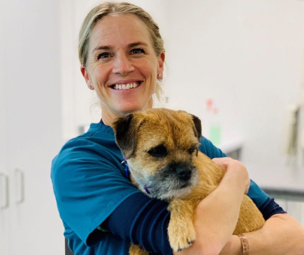 Pet Animal Veterinarians Cambridge Veterinary New Zealand