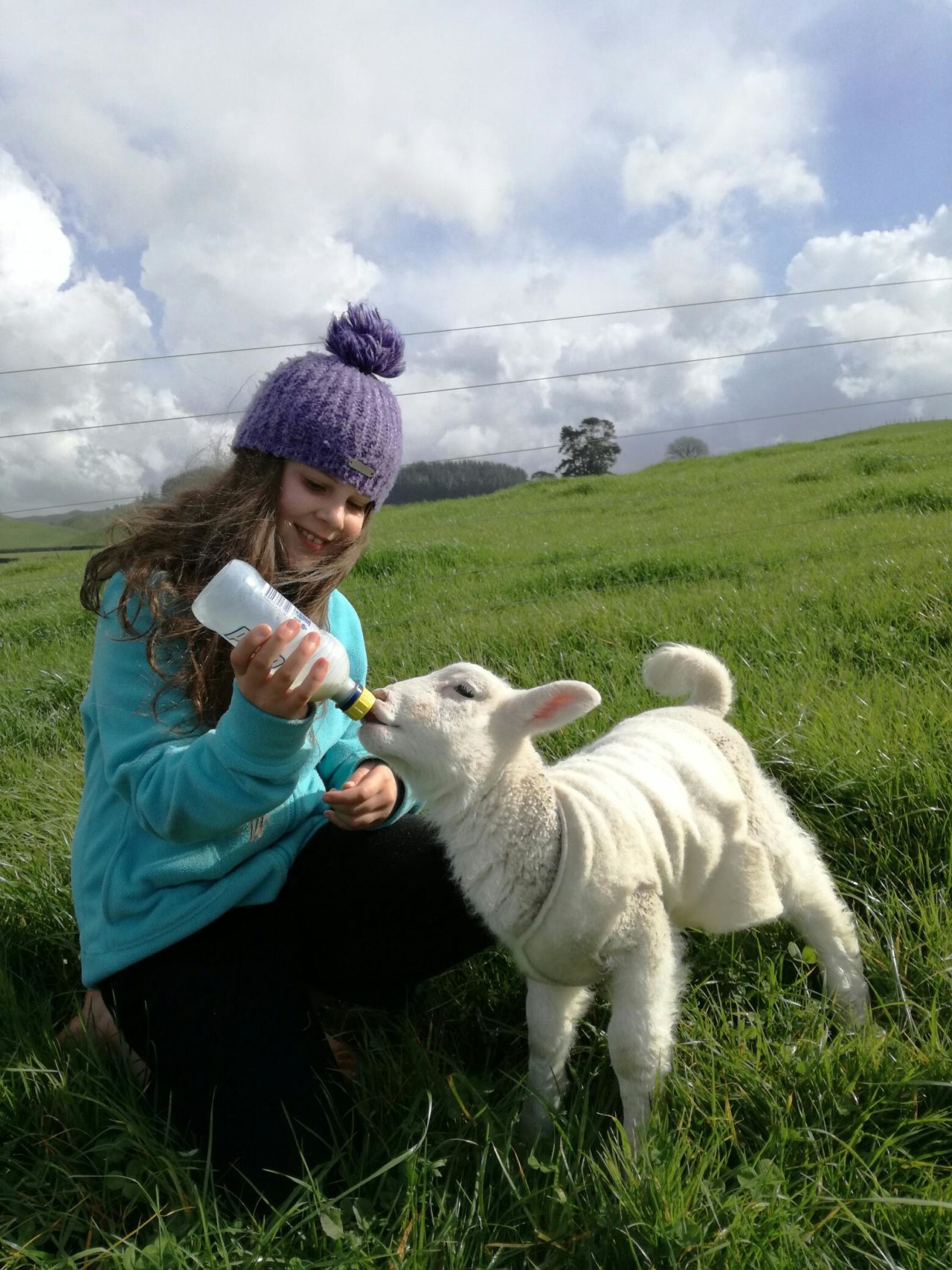 Feeding Pet/Fostered Lambs Cambridge Vets
